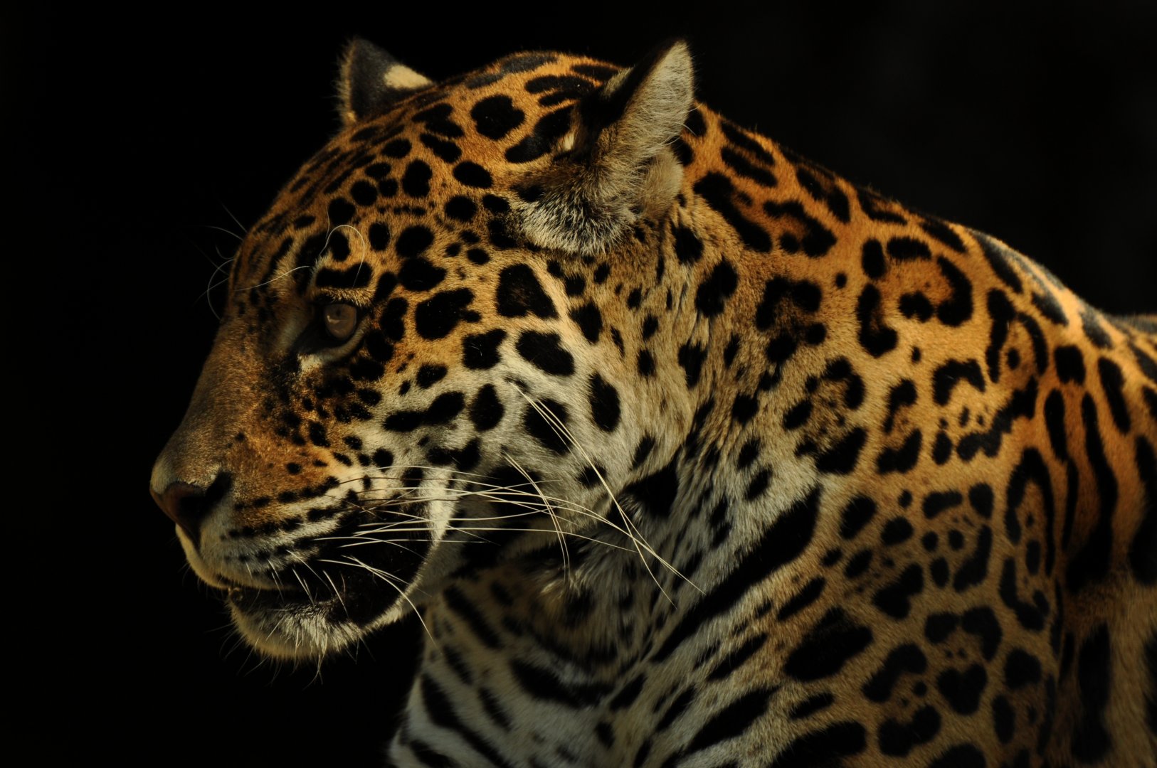 Jaguar (Panthera onca)