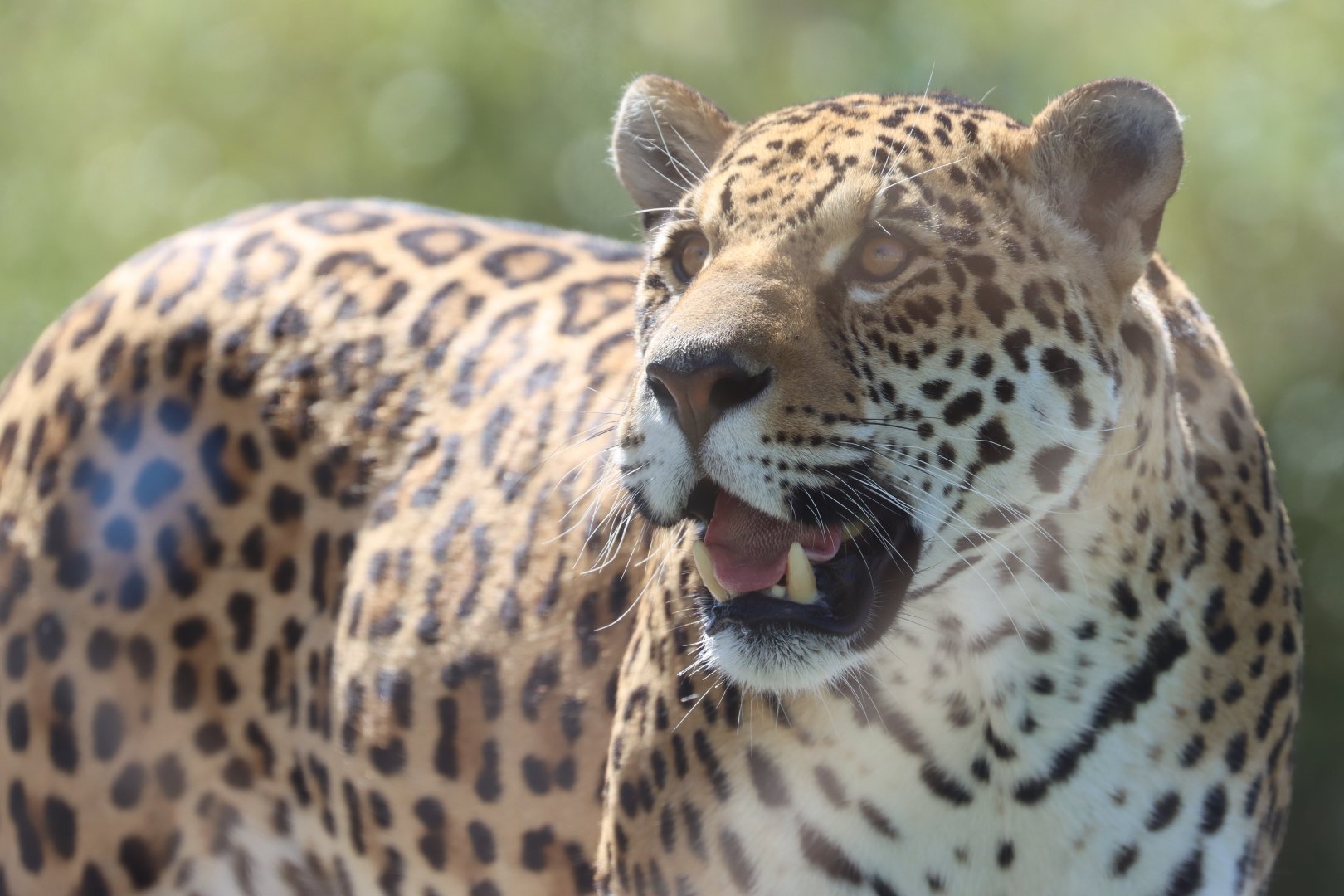 Jaguar (Panthera onca)