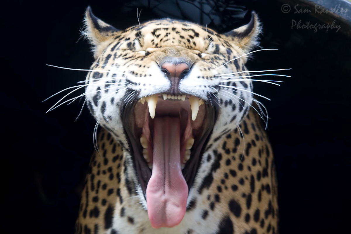 Jaguar (Panthera onca)