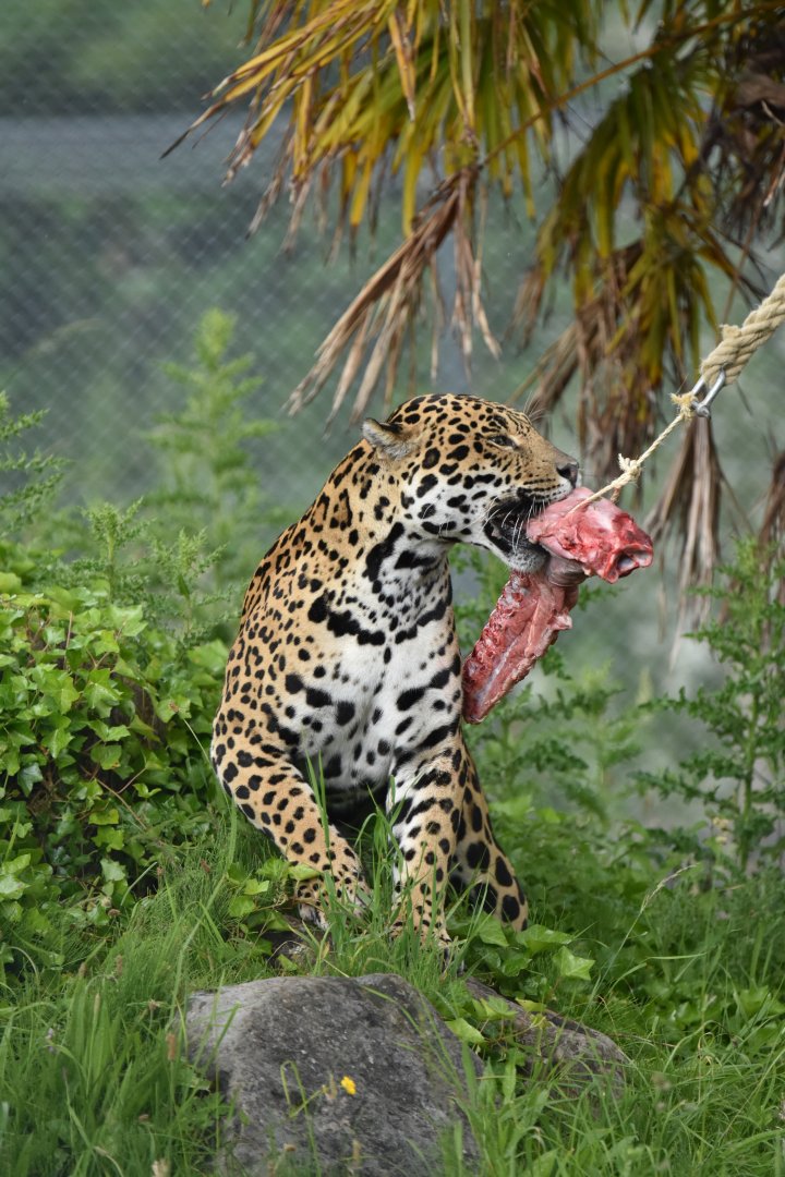 Jaguar (Panthera onca)