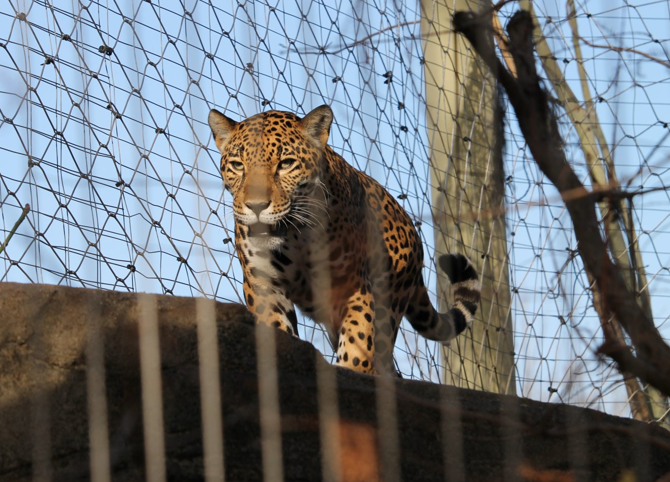 Jaguar (Panthera onca)
