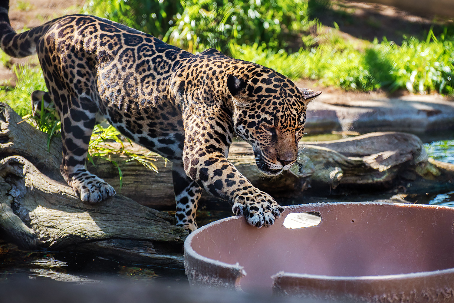 Jaguar (Panthera onca)