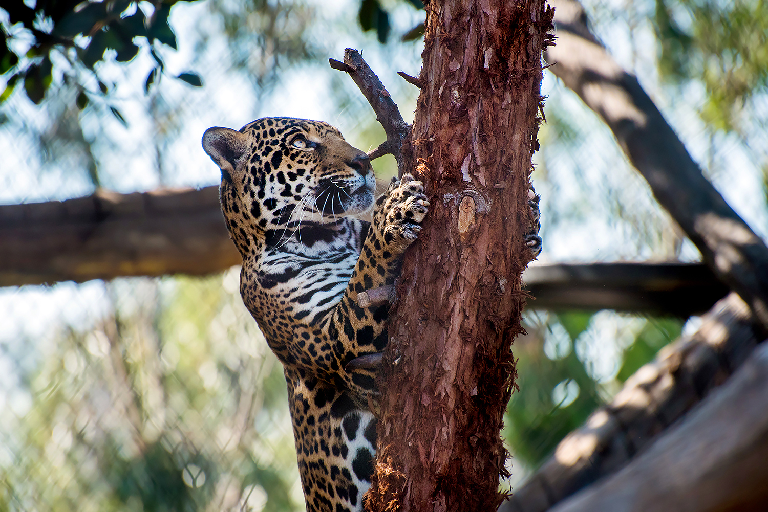 Jaguar (Panthera onca)