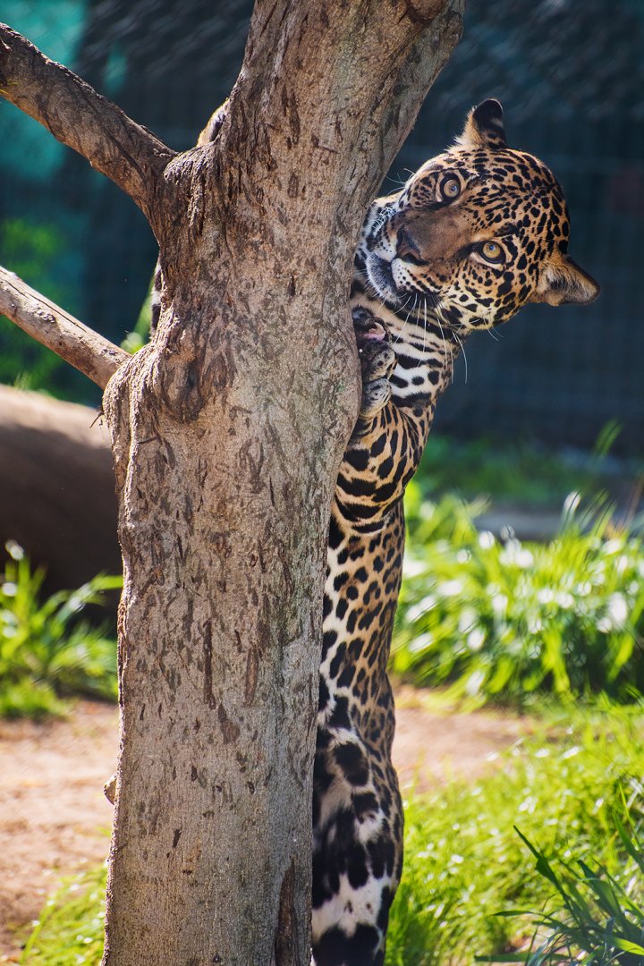 Jaguar (Panthera onca)