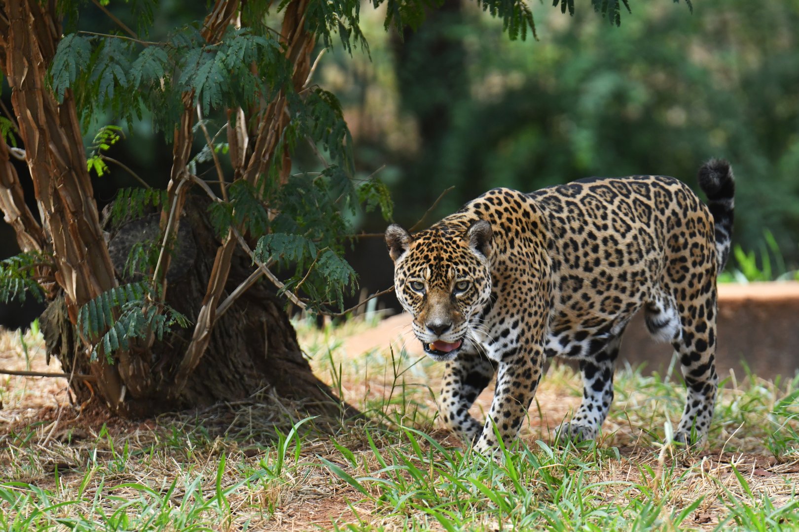 Jaguar (Panthera onca)