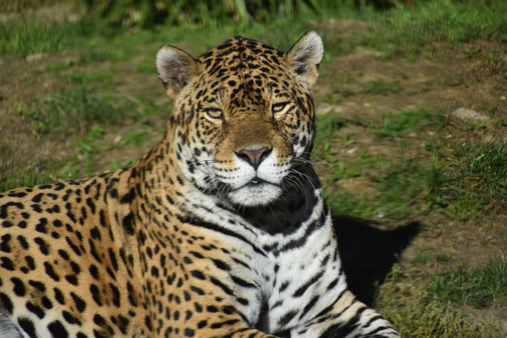 Jaguar - Panthera onca