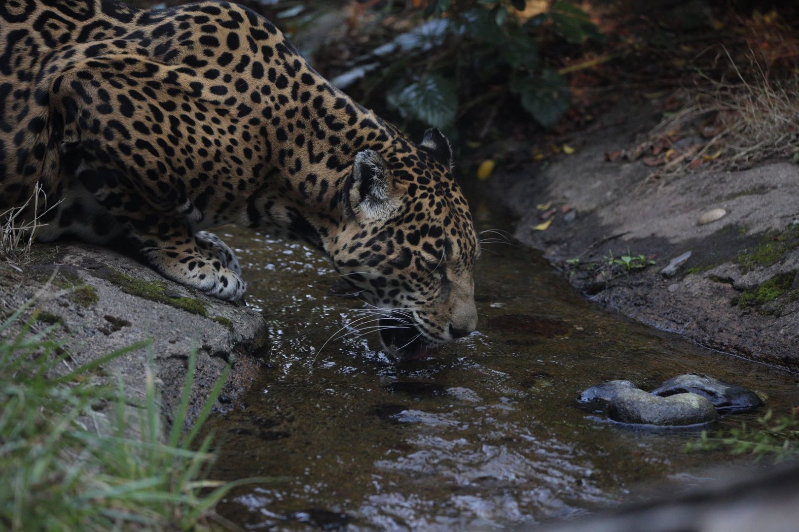 Jaguar/ Panthera onca