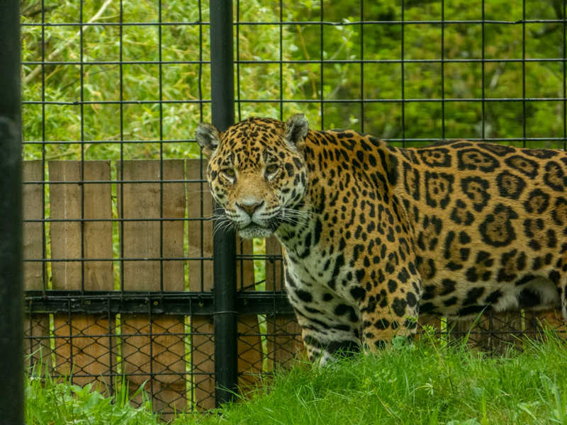 Jaguar (Panthera onca)