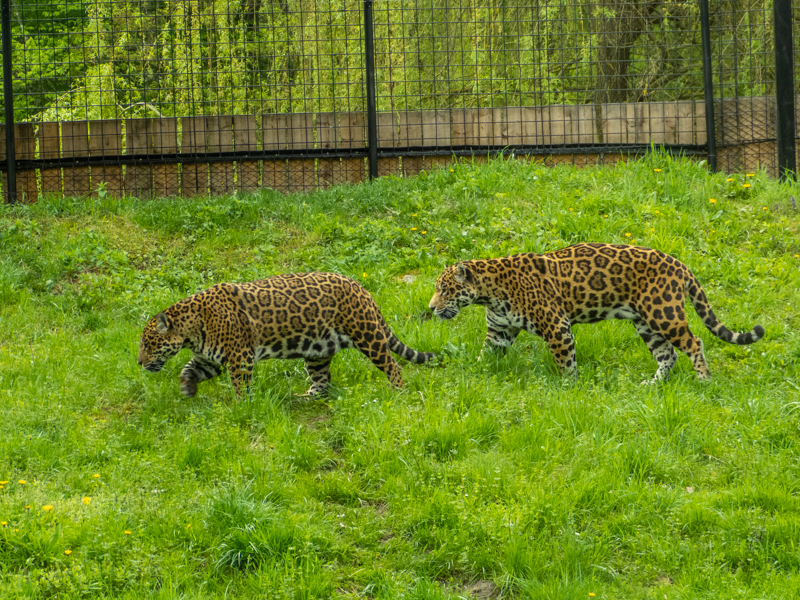 Jaguar (Panthera onca)
