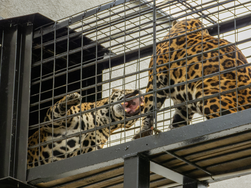 Jaguar (Panthera onca)