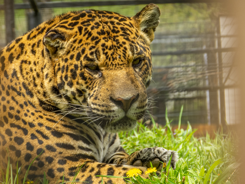 Jaguar (Panthera onca)