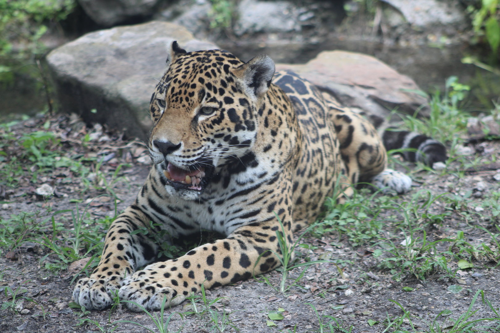 Jaguar (Panthera onca)