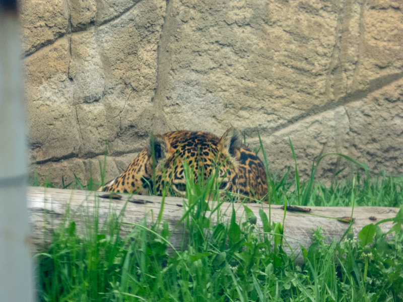 Jaguar (Panthera onca)