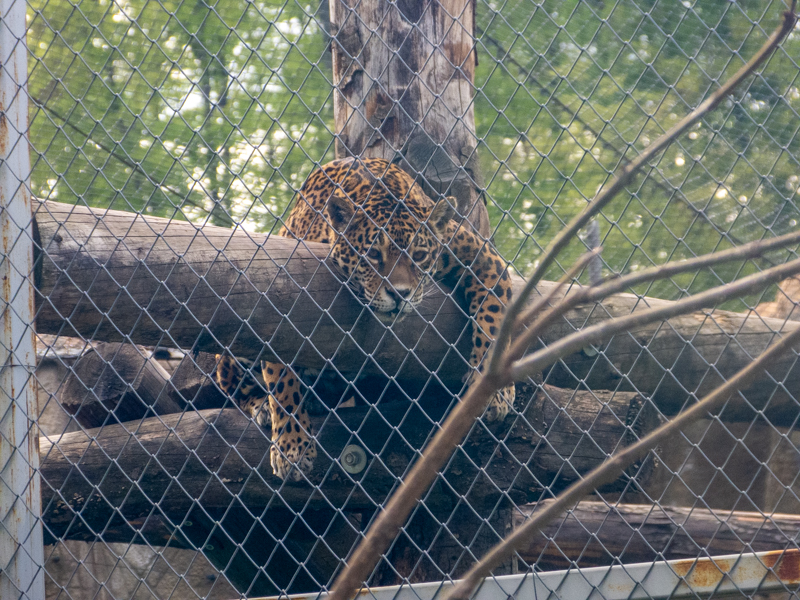 Jaguar (Panthera onca)