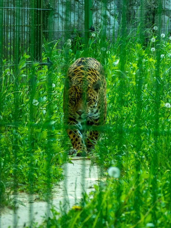 Jaguar (Panthera onca)