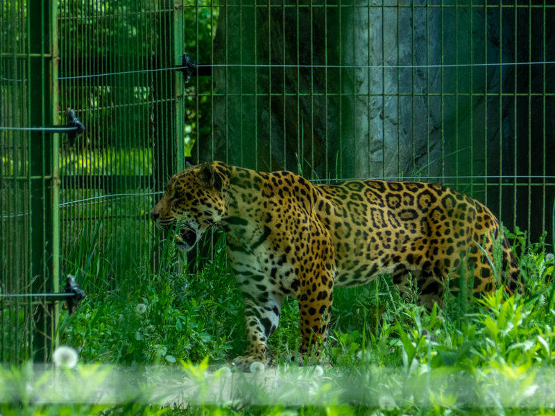 Jaguar (Panthera onca)