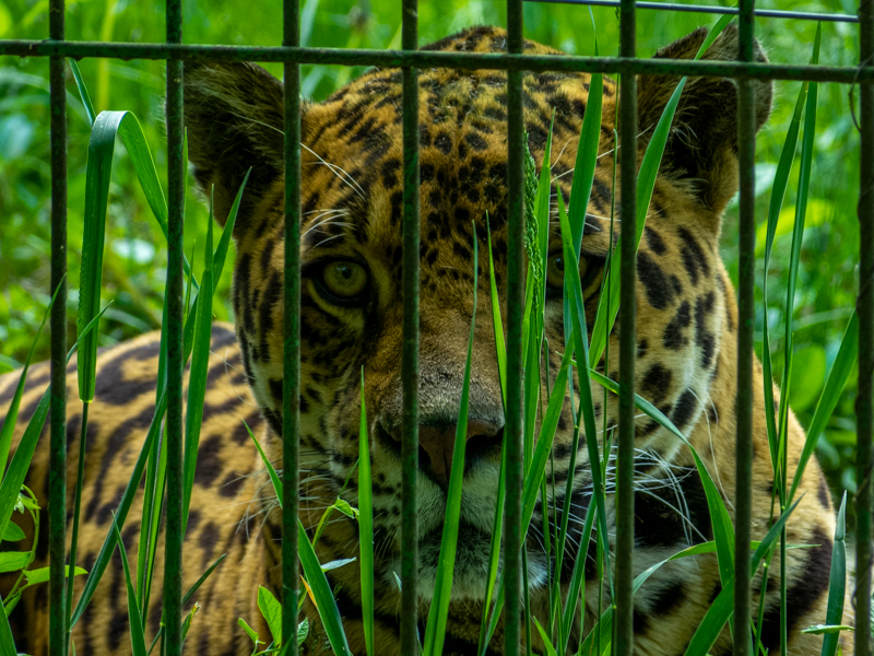 Jaguar (Panthera onca)