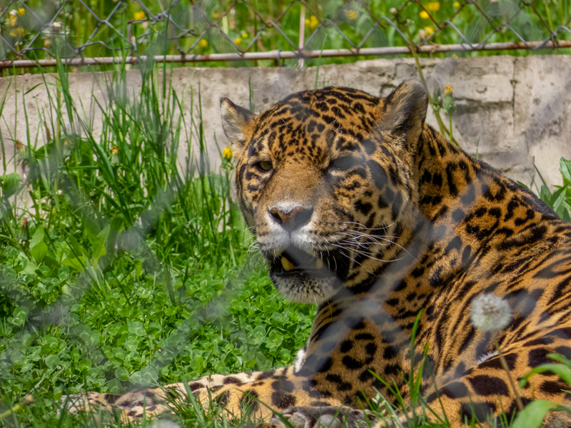 Jaguar (Panthera onca)