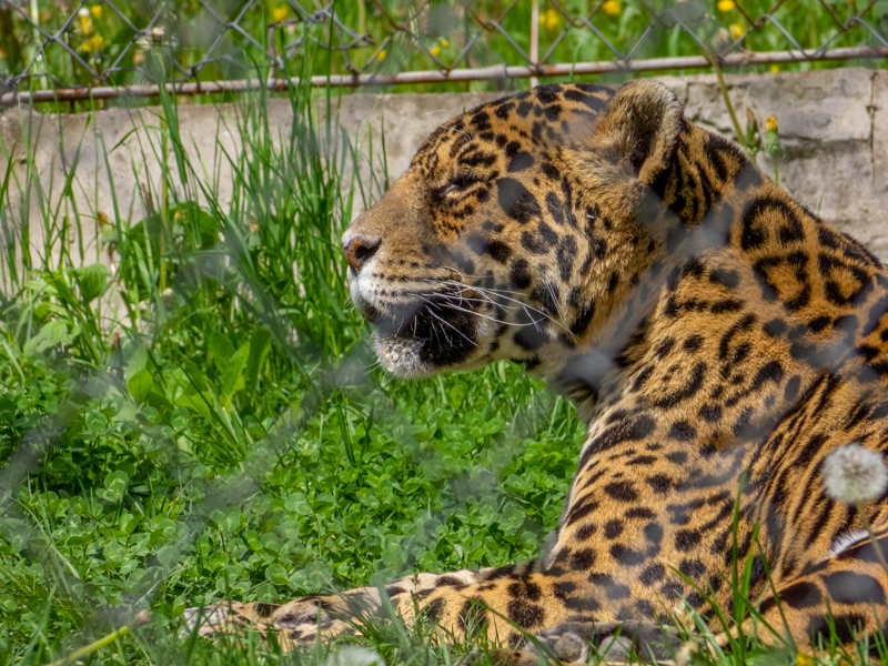 Jaguar (Panthera onca)
