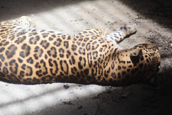 Jaguar (Panthera onca)
