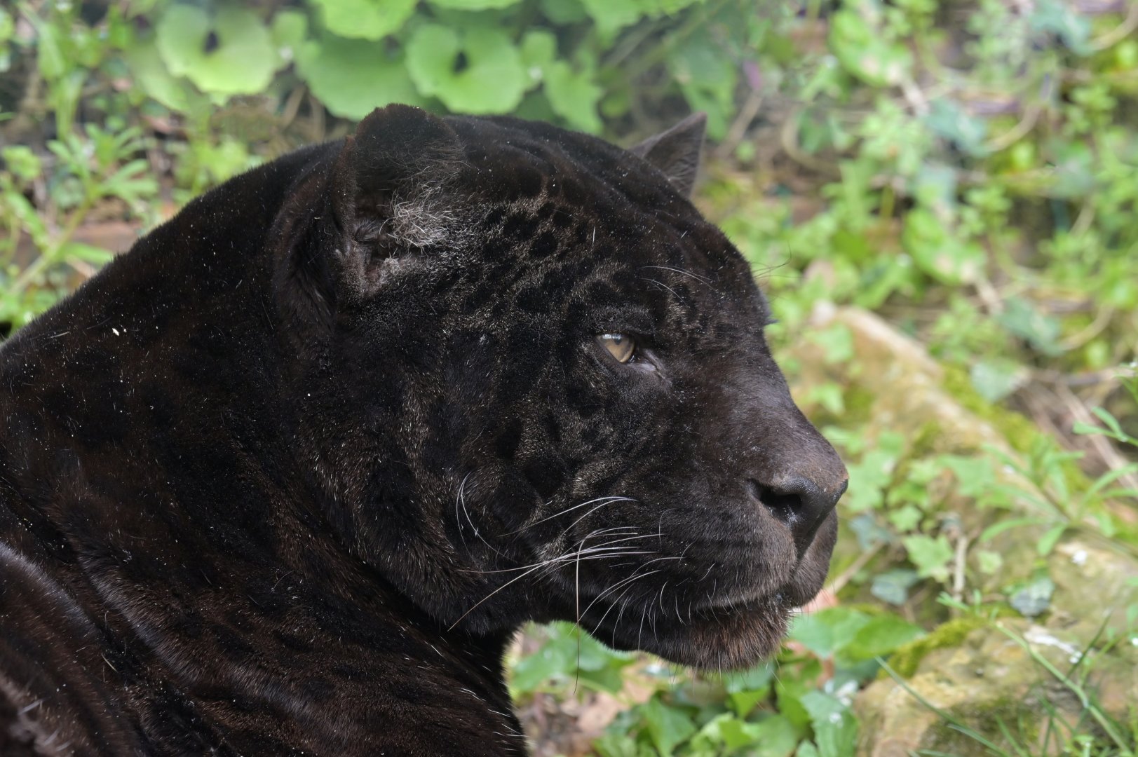 Jaguar (Panthera onca)
