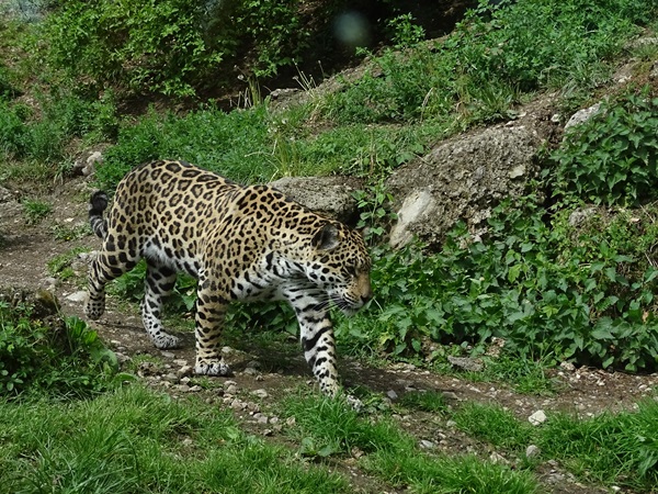 Jaguar (Panthera onca)