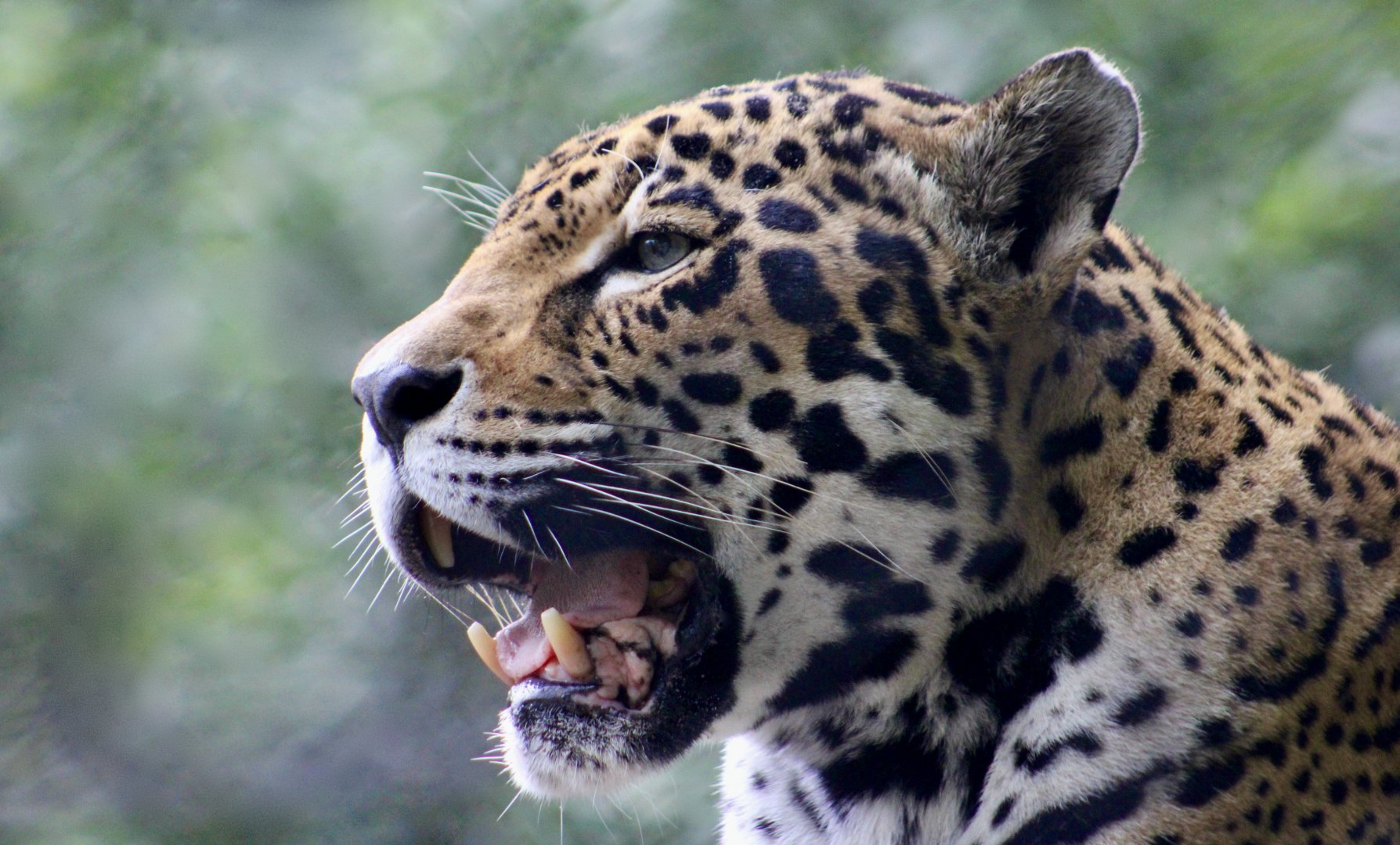 Jaguar (Panthera onca)