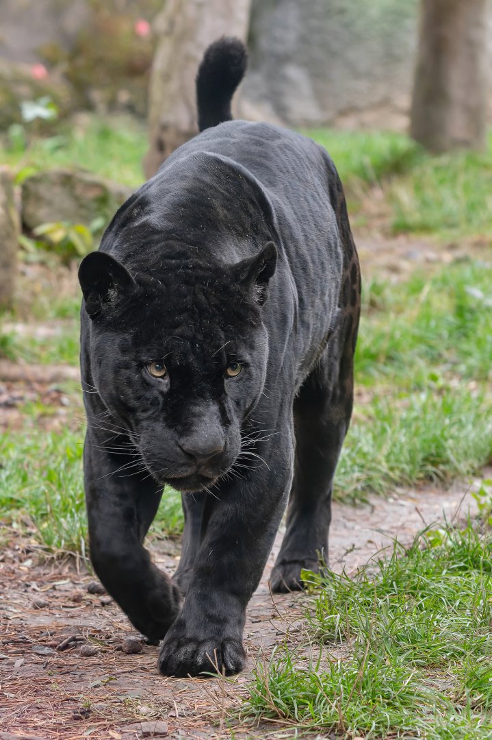 Jaguar (Panthera onca)