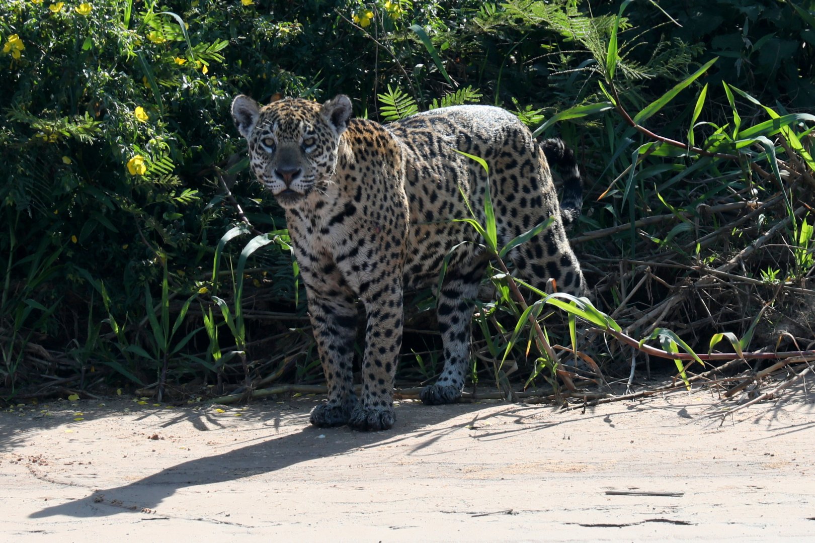 jaguar (Panthera onca)
