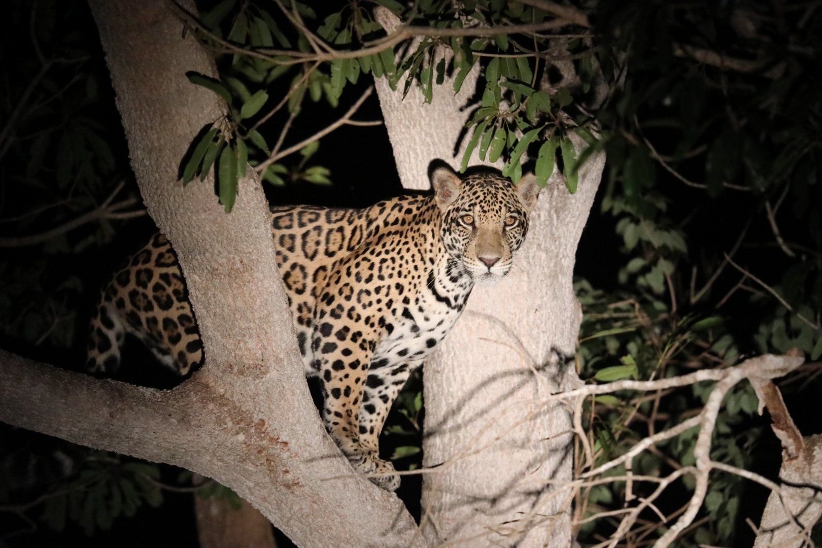 jaguar (Panthera onca)