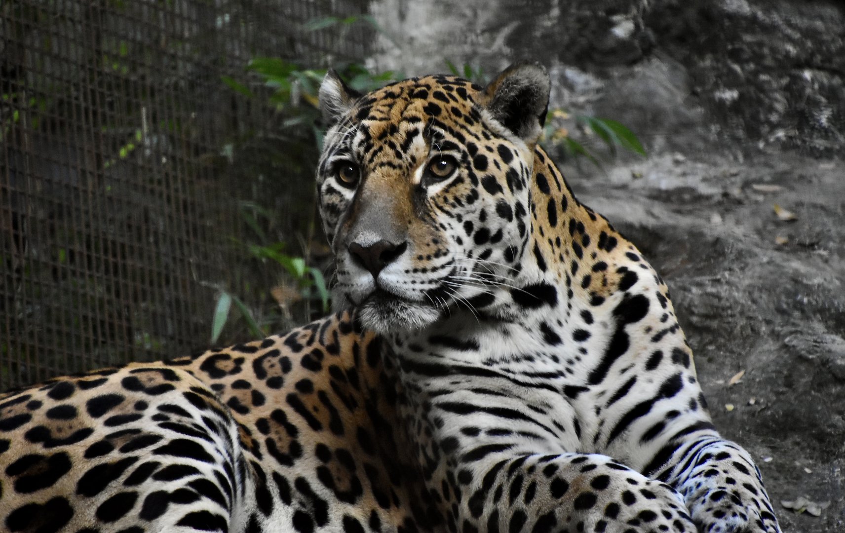 Jaguar (Panthera onca)