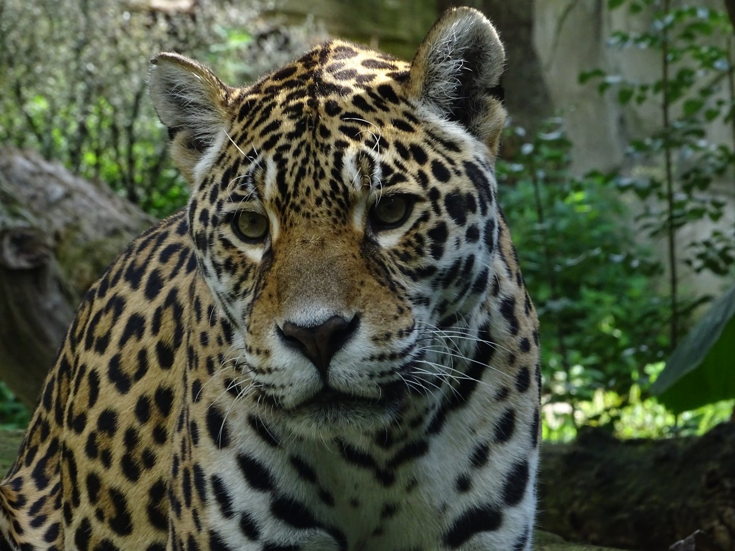 Jaguar (Panthera onca)
