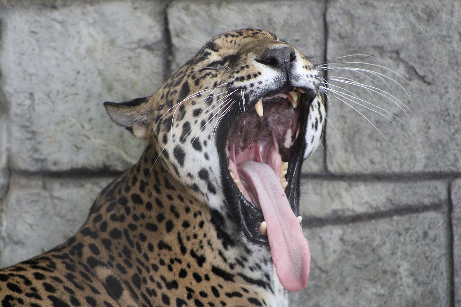 Jaguar (Panthera onca)