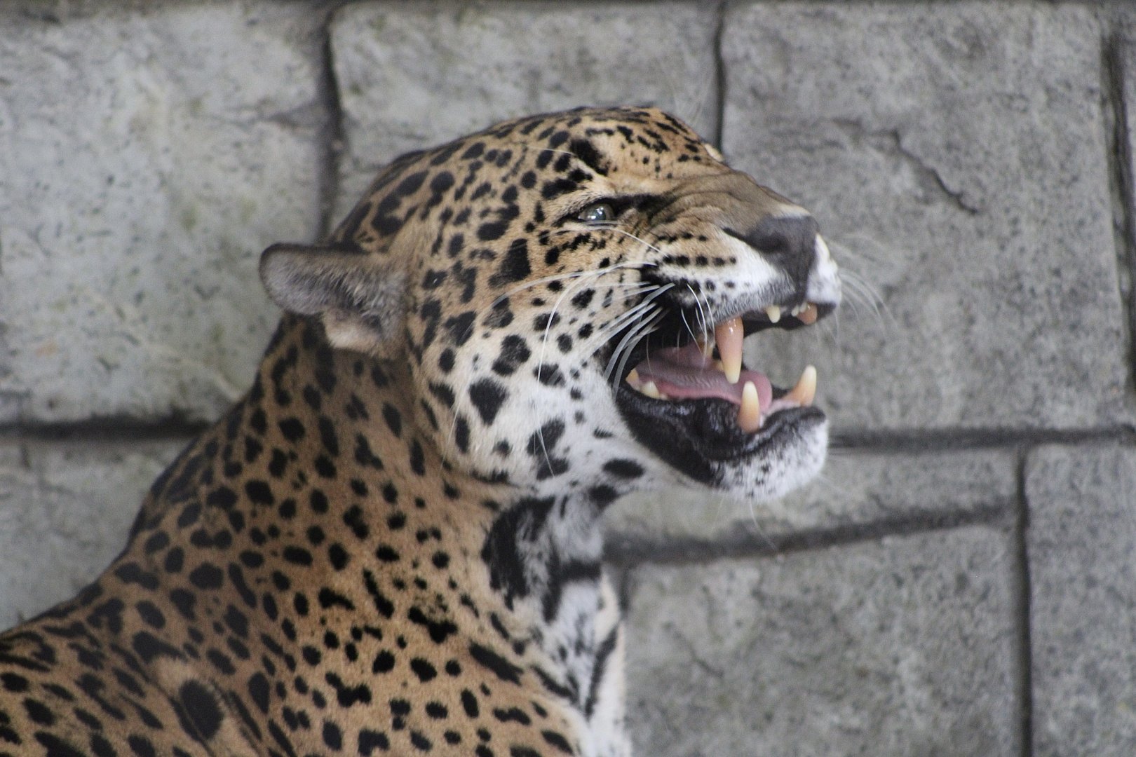 Jaguar (Panthera onca)