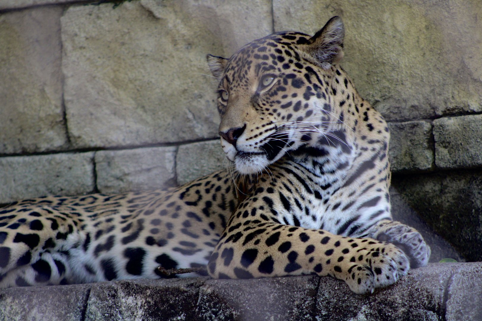 Jaguar (Panthera onca)