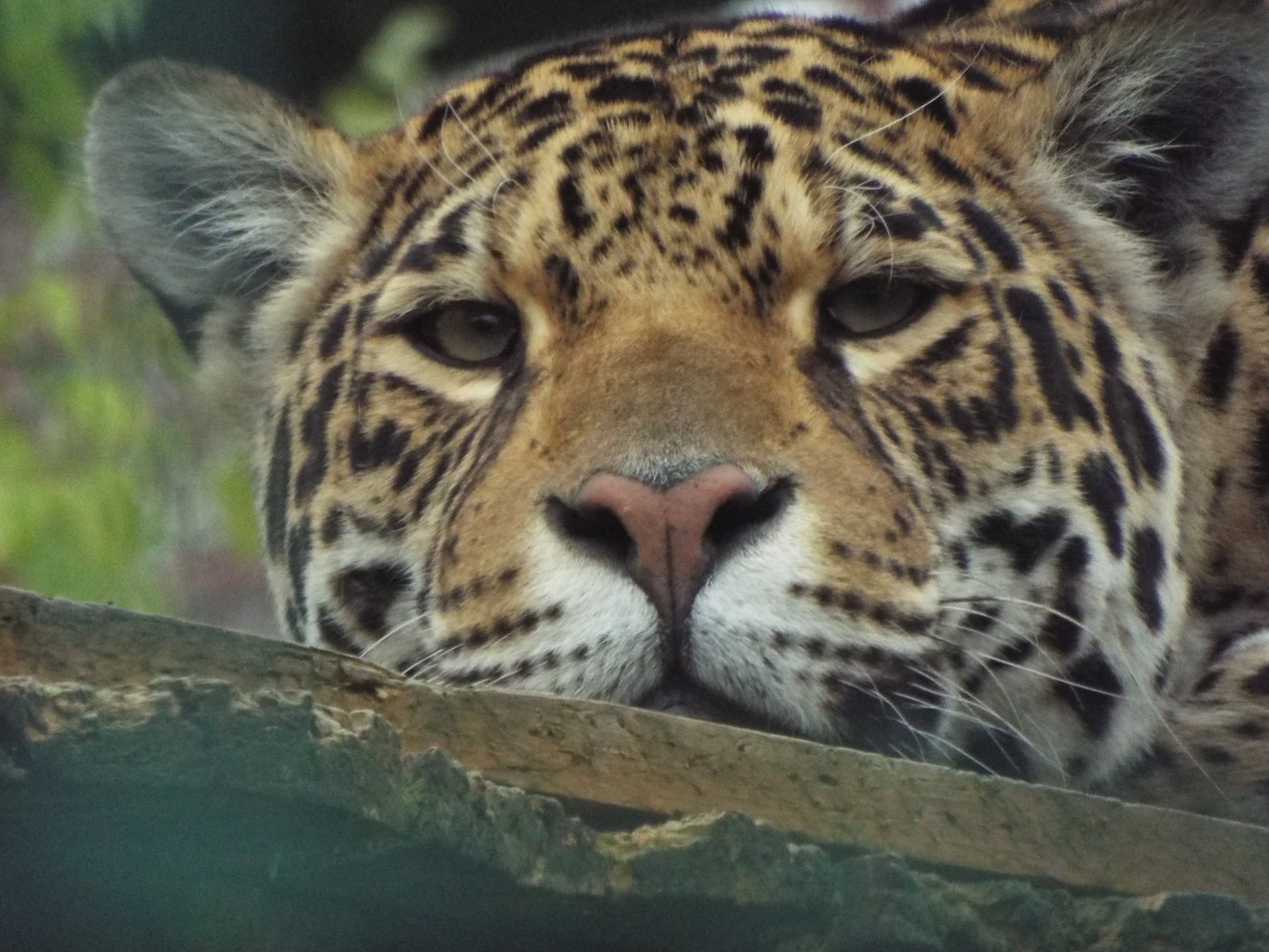 Jaguar Paradise Wildlife Park