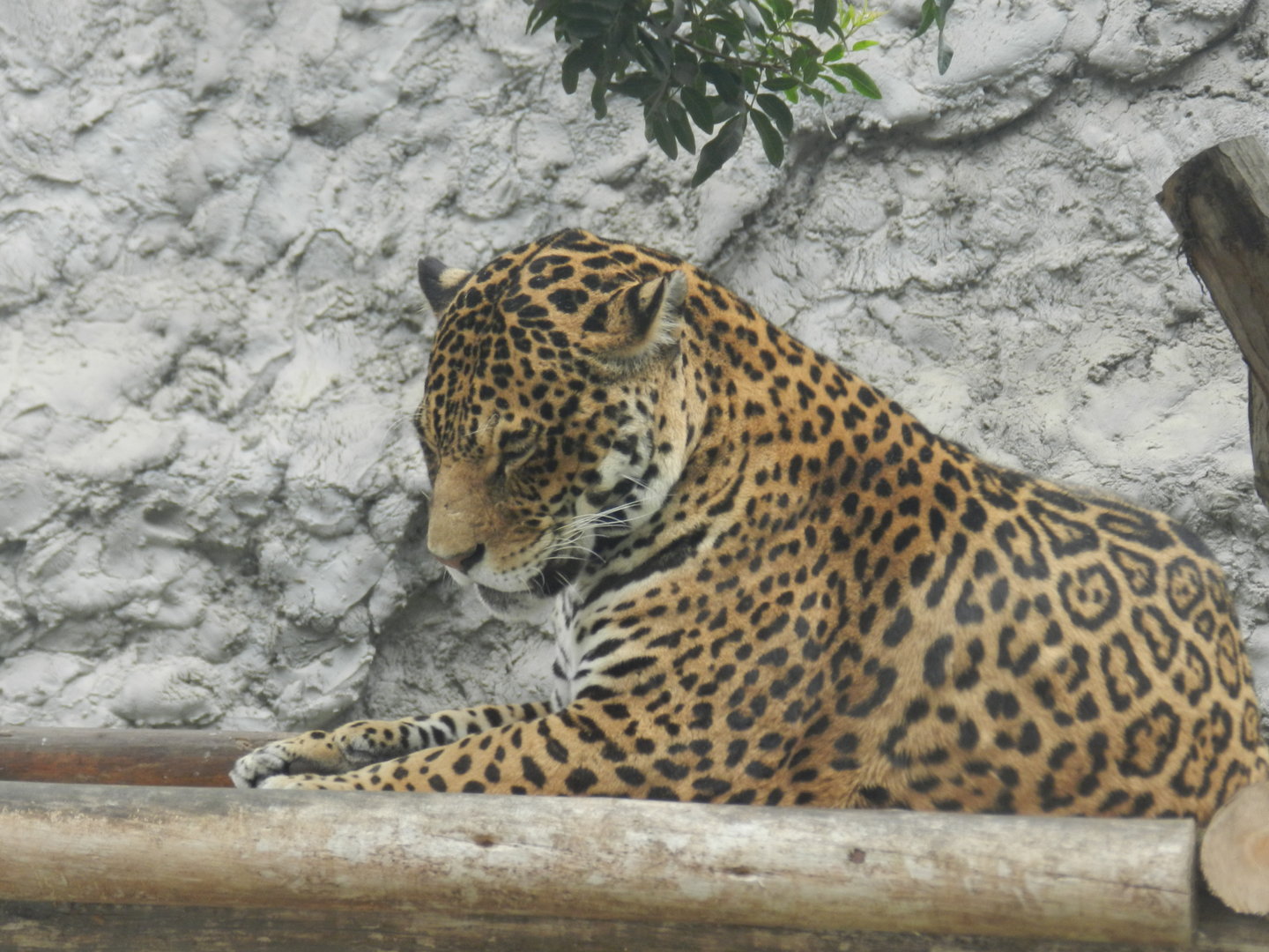 Jaguar - Parque de Las Leyendas