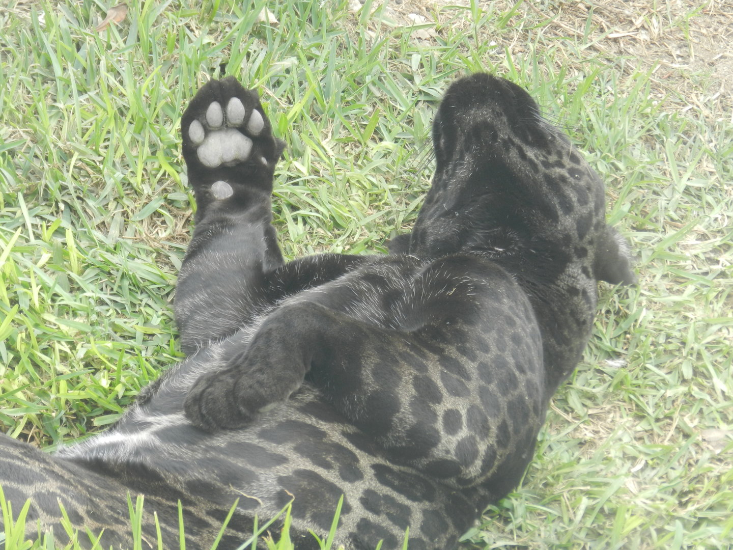 Jaguar - Parque Zoológico Huachipa