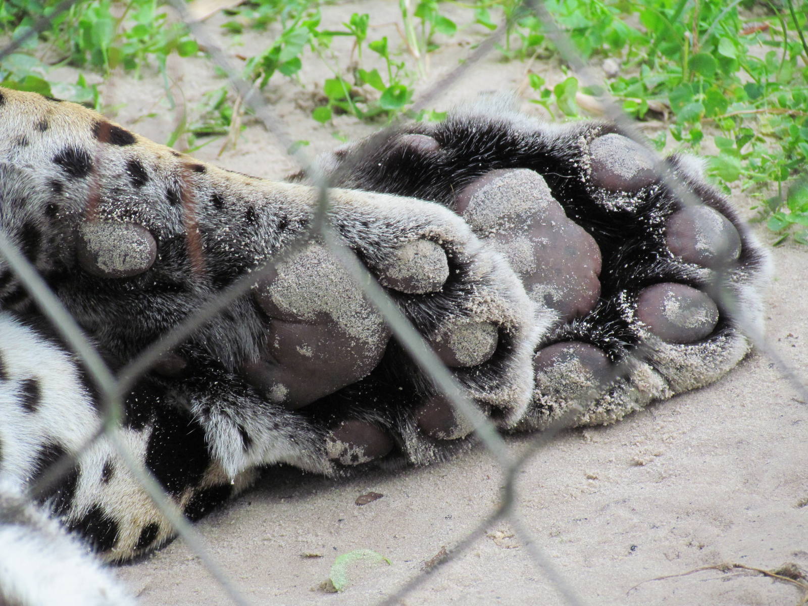 Jaguar Paws