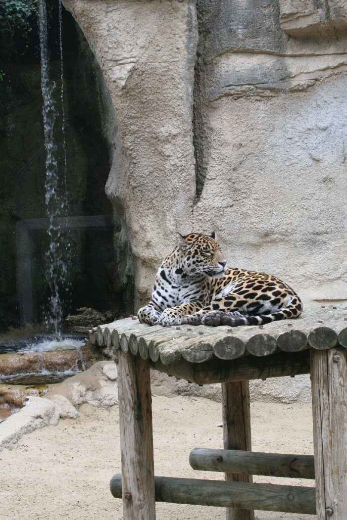 Jaguar Plaform and Waterfall