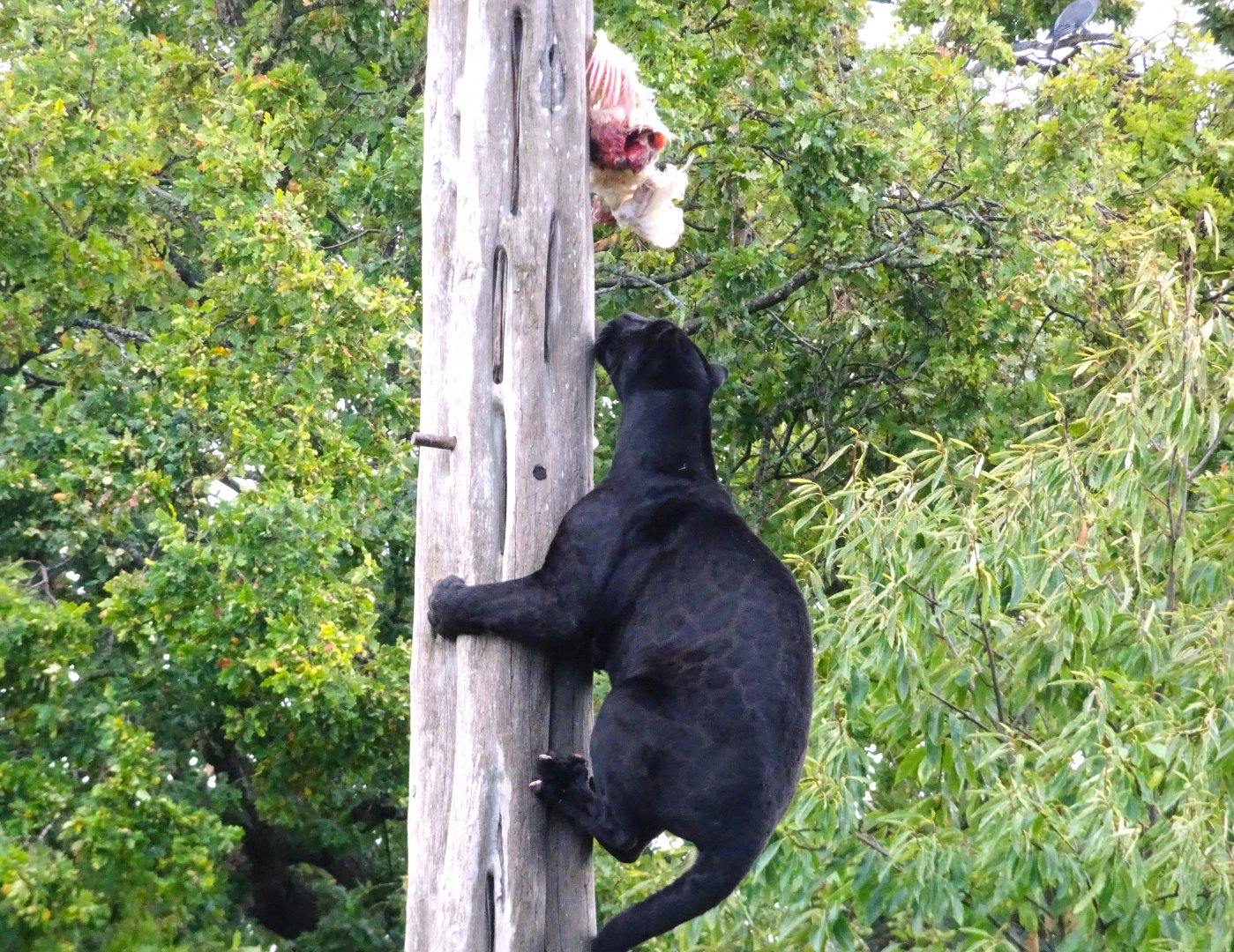 Jaguar Pole Feed 13 September 2025