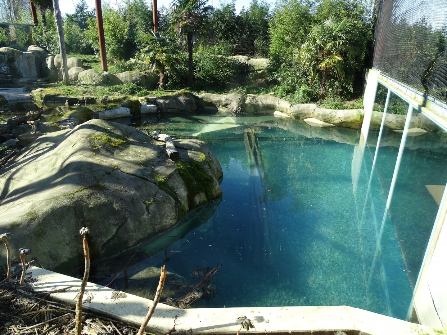 Jaguar pool