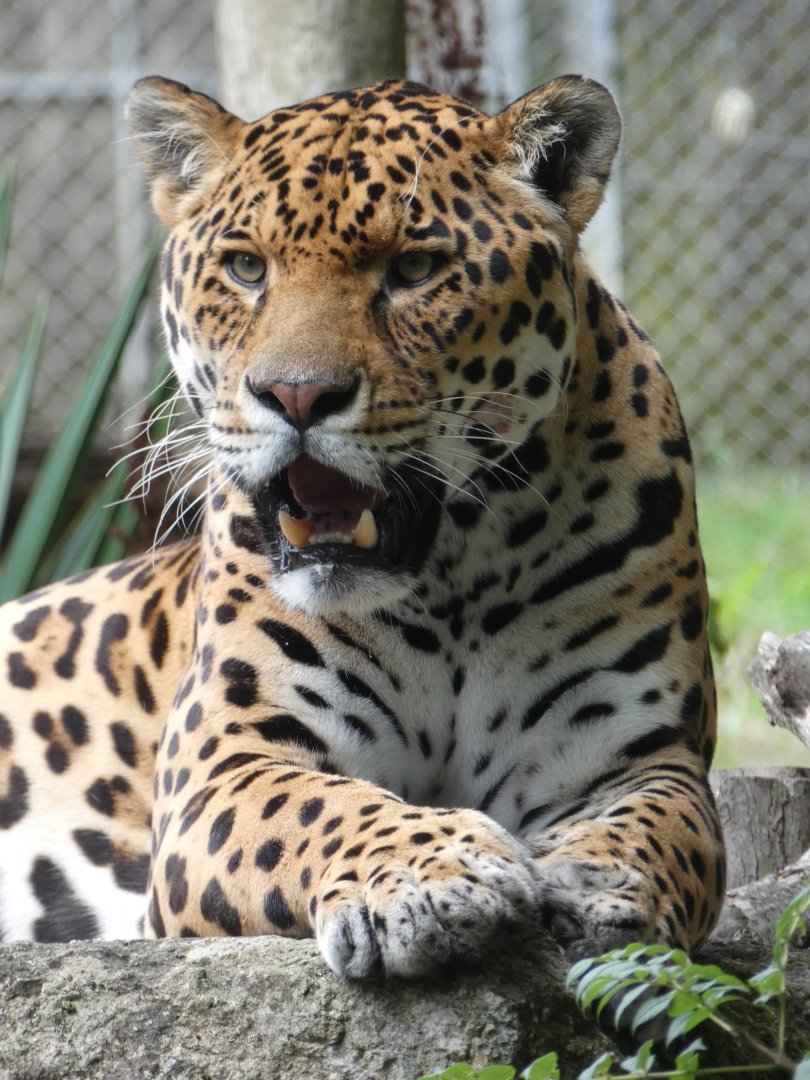 Jaguar portrait
