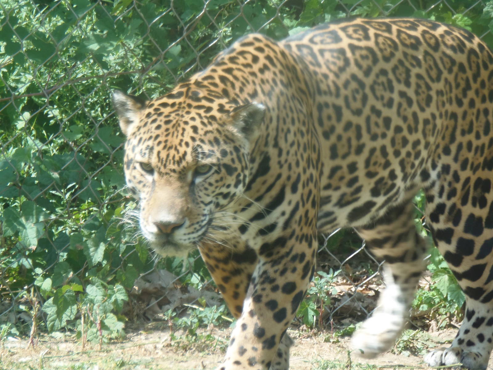 Jaguar Prowling
