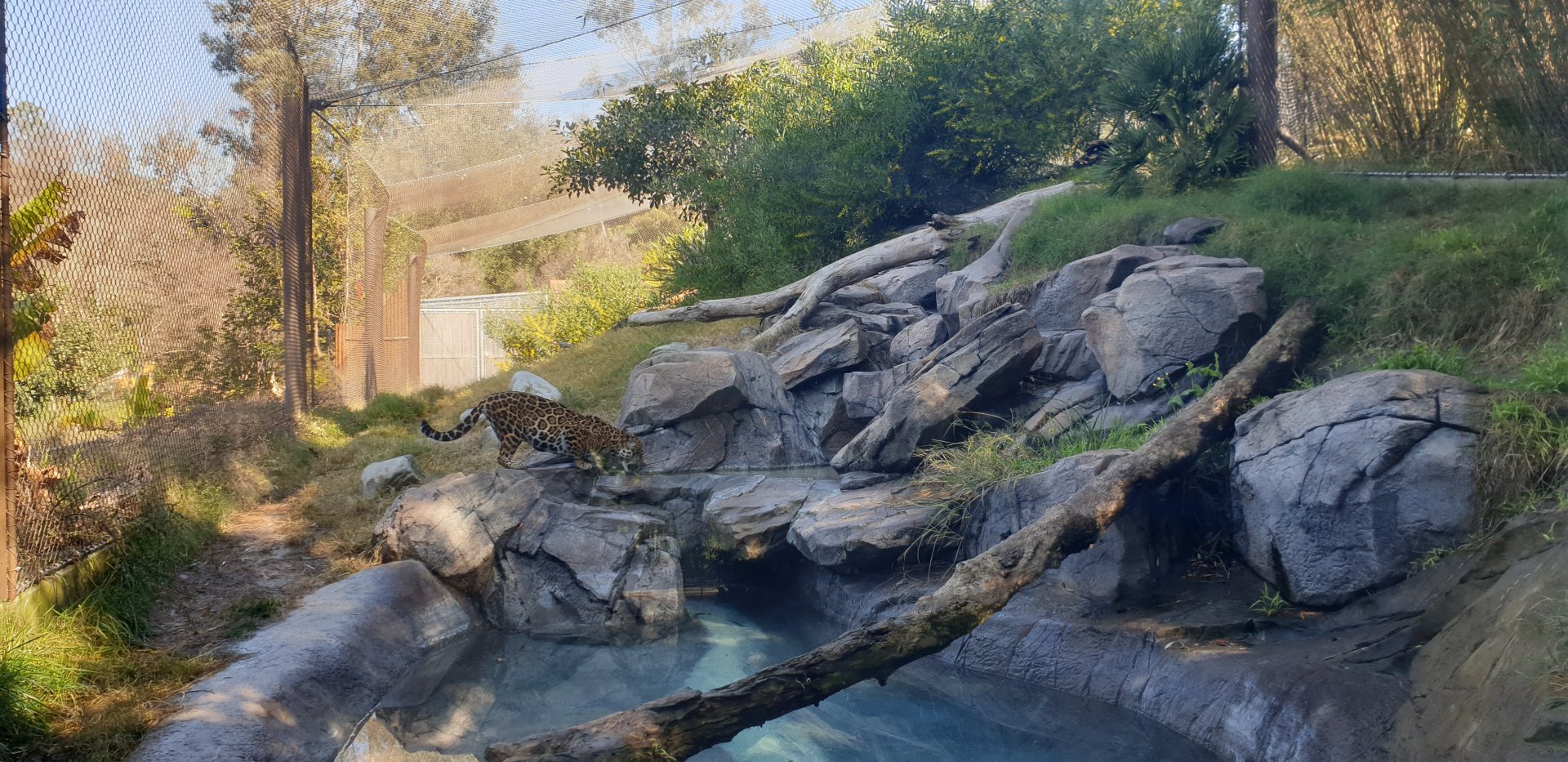 Jaguar, Rainforest of America