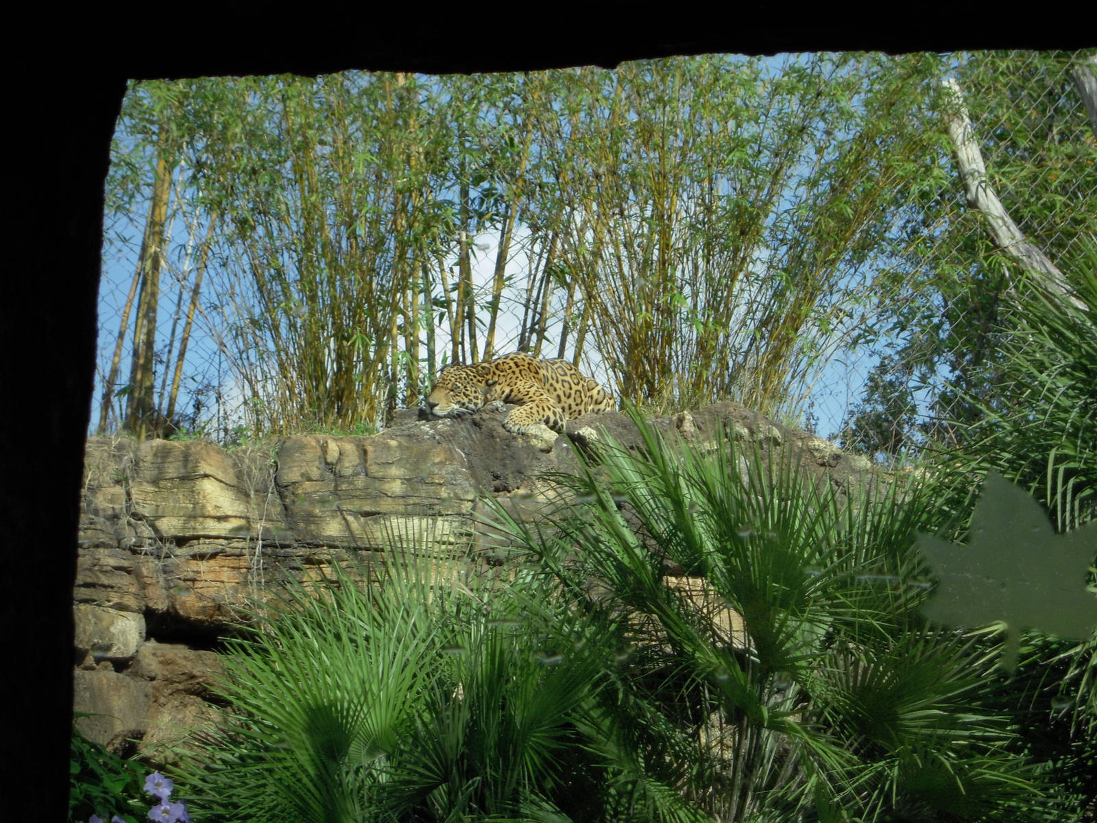 Jaguar - Range of the Jaguar