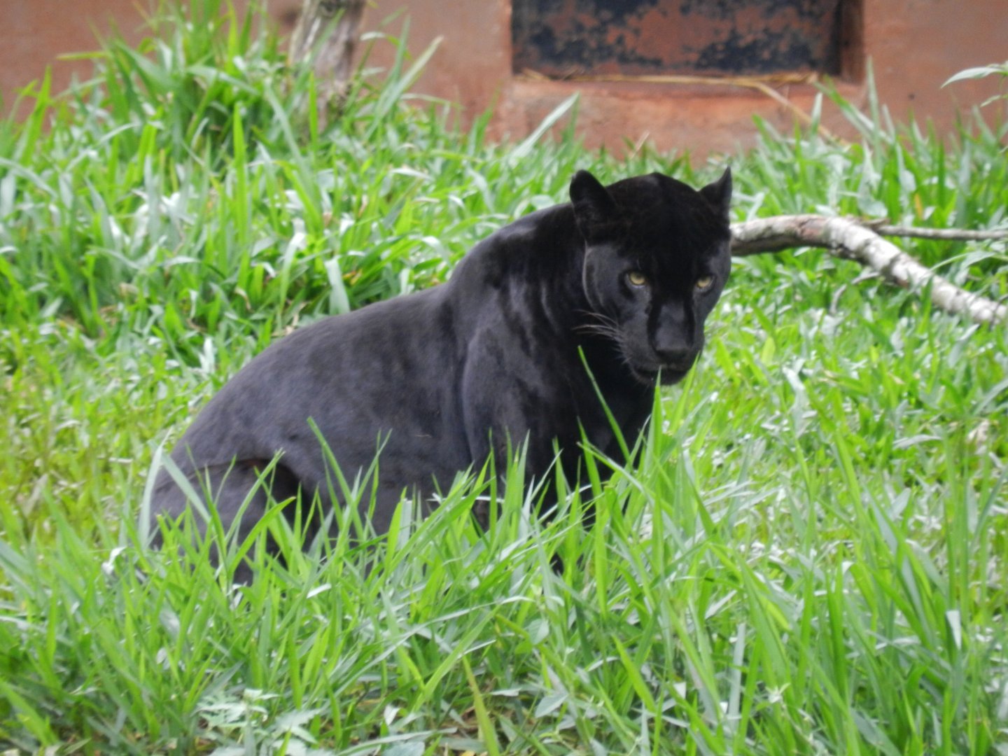 Jaguar - RBBV (ZRRL)