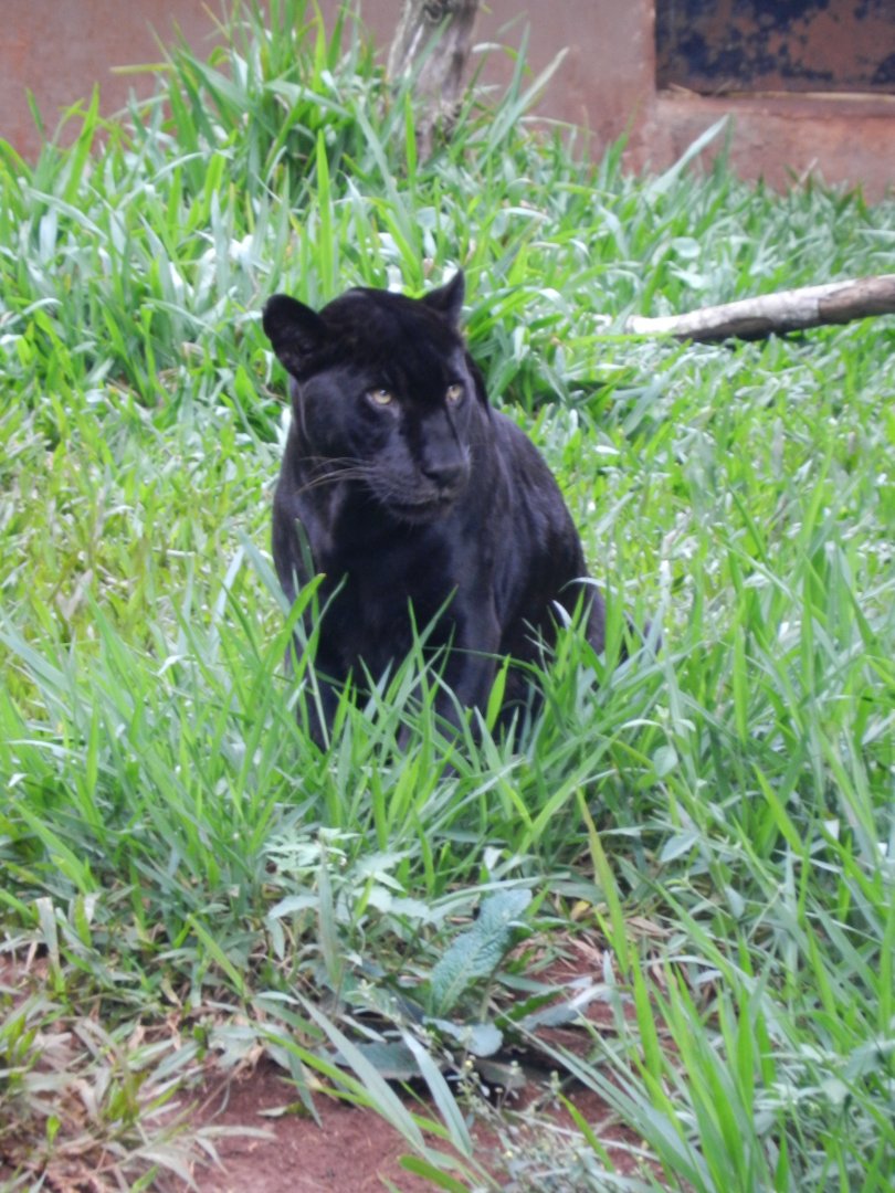 Jaguar - RBBV (ZRRL)