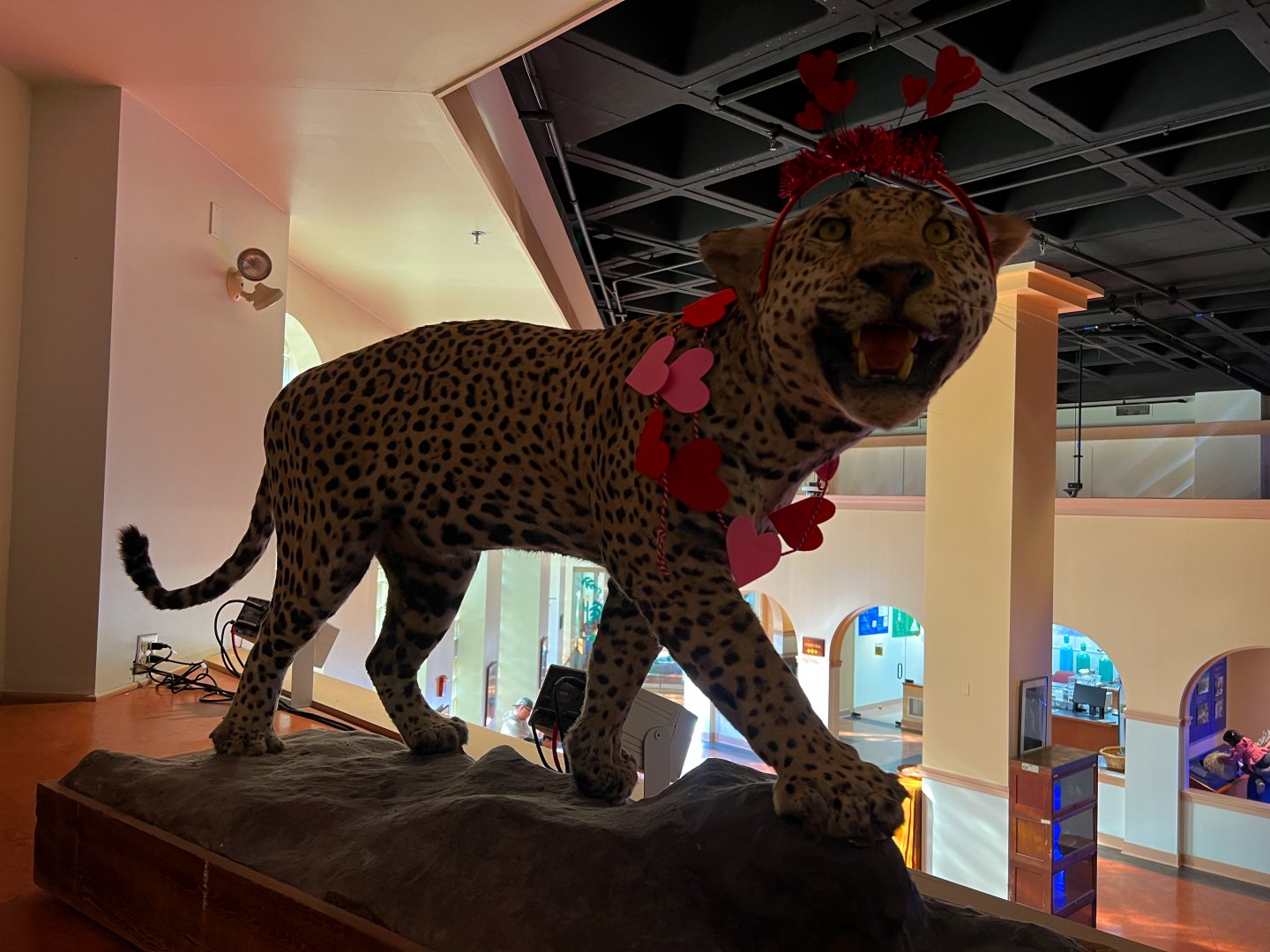 Jaguar Ready For Valentine's Day