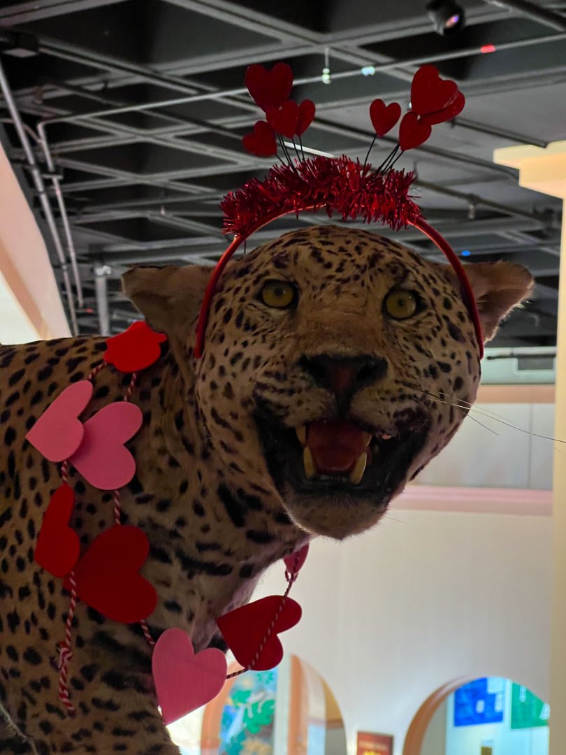 Jaguar Ready For Valentine's Day
